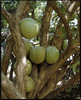 Crescentia cujete