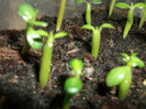 DSCF1321