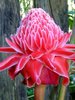 Etlingera elatior