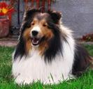 collie