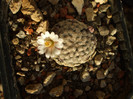 DSCF9388
