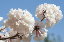 Tabebuia rosea alba