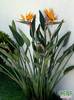 strelitzia_reginae