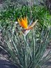 Strelitzia juncea
