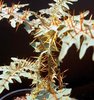 solanum_pyracanthum