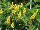 Senna alata