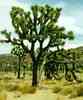 yucca- brevifolia