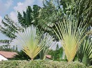 Ravenala madagascariensis
