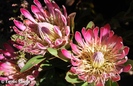 Protea_susannae