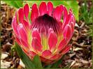 Protea eximia