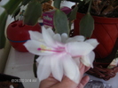 din nou 29.01.2012