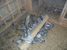 SAM_0774