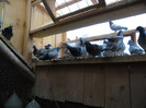 SAM_0776
