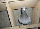 SAM_0619