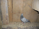 SAM_0622