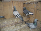SAM_0623