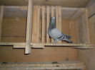 albastra oprisor c-tin