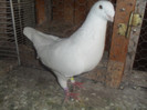vandut