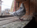 mascul 2011