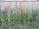 DSCF0340