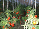 DSCF0726