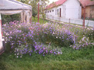 DSCF7665