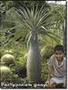 pachypodium geayi