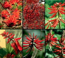 Erythrina coraloides