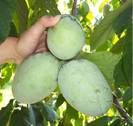 pawpaw asiminia triloba