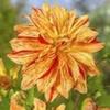 Dahlia Babylon yellow flamed