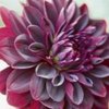 Dahlia Arabian Night