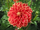 Dahlia Maxime