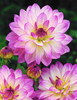 Dahlia Oriental Dream