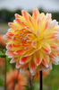 Dahlia Peaches and Cream