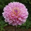 Dahlia Pink Butterfly