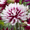 Dahlia Rebecca