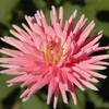 Dahlia Park Princess