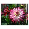 Dahlia Sorbet