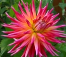 Dahlia Bora Bora