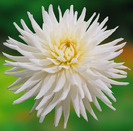 Dahlia My Love
