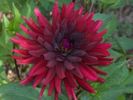 Dahlia Chat Noir