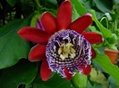 Passiflora_Alata