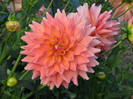 Dahlia Ace Summer Sunset