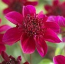 Dahlia Purpinka