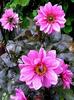 Dahlia Fascination