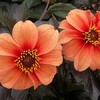 Dahlia Caterine Deneuve
