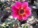 Dahlia Roxy