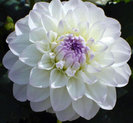 Dahlia Eveline