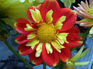 Dahlia Pooh
