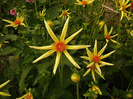 Dahlia Honka